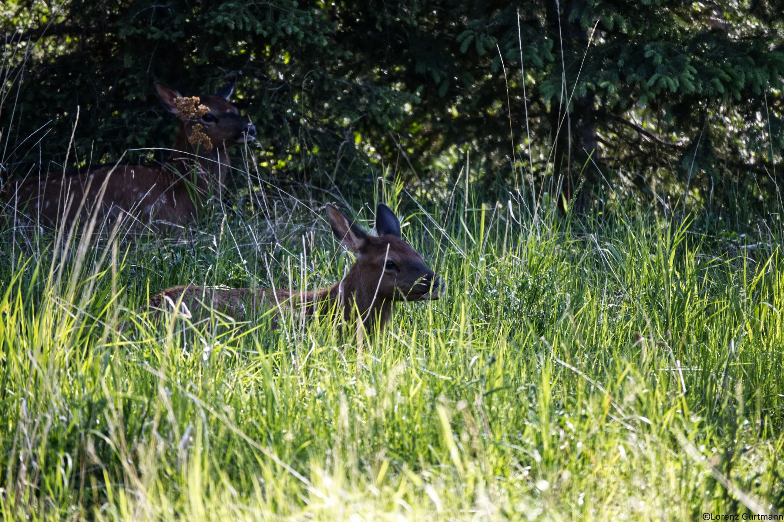 Kanada Elk