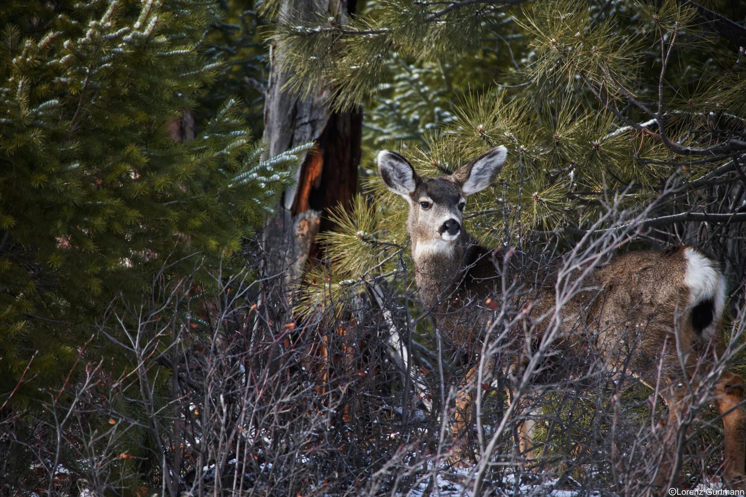 Kanada Hirsch