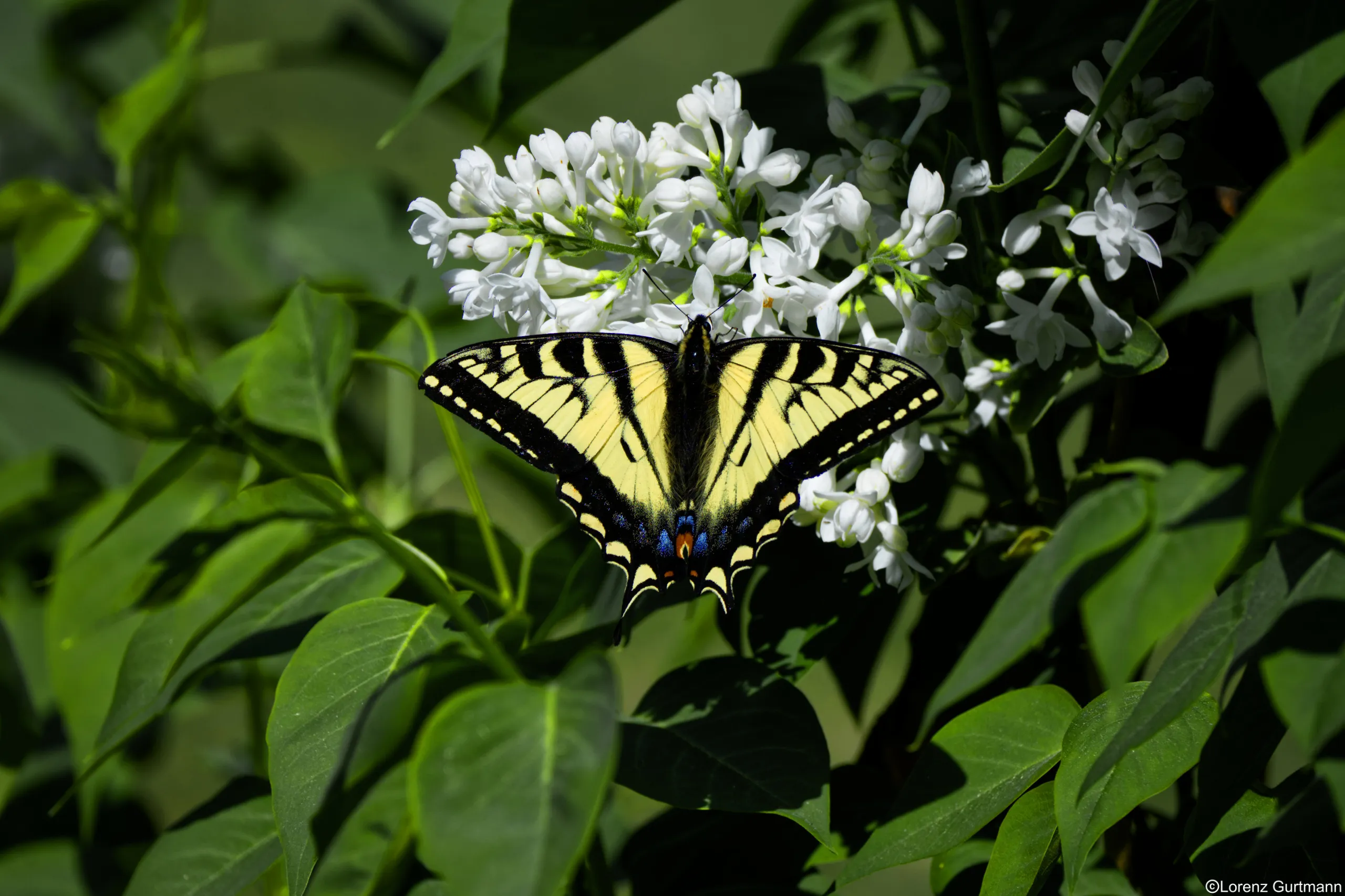 Kanada Schmetterling