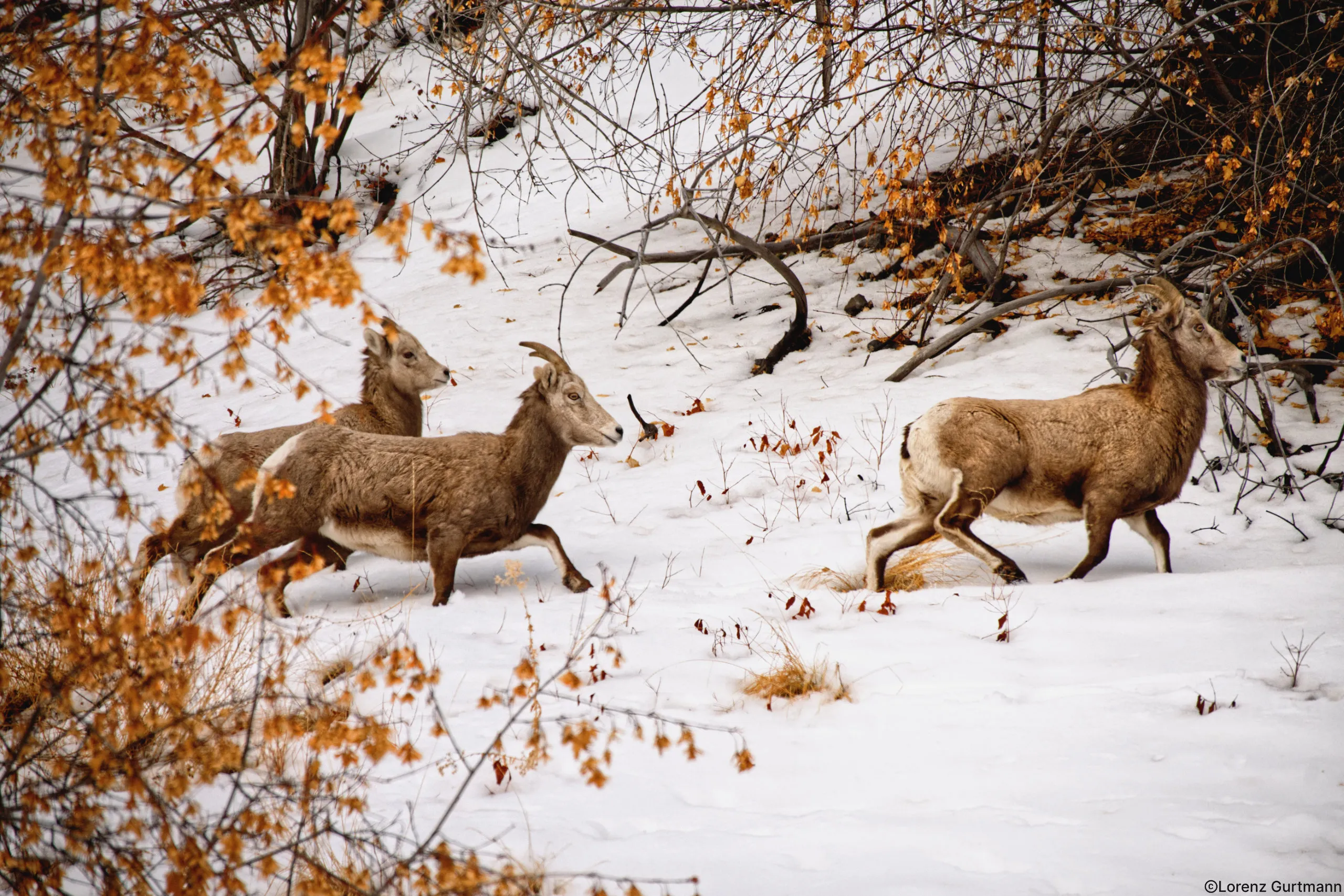 Kanada Wildschaf