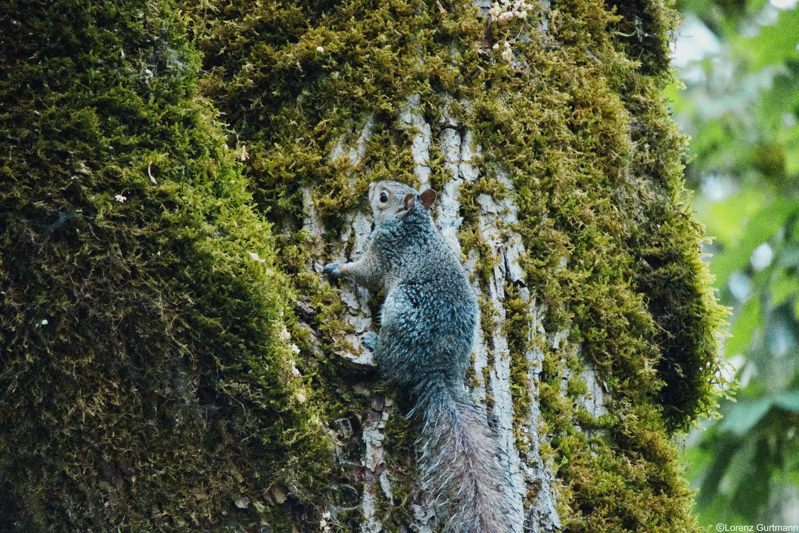 Kanada Eichhörnchen